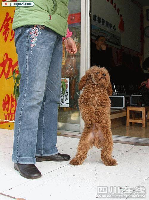 引导狗主清狗粪先夸狗很靓再引导用报纸包好