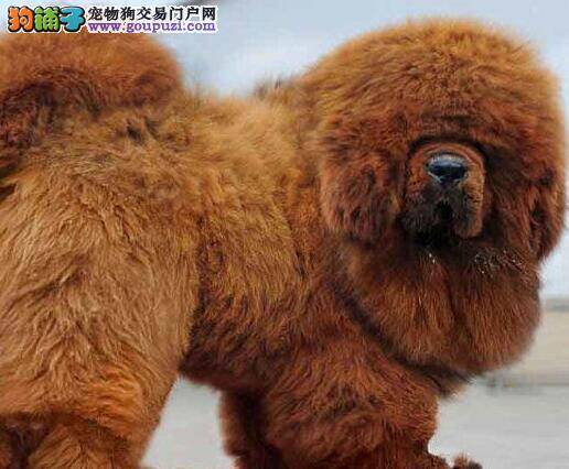 怎样在众多狗狗中买到优秀的藏獒