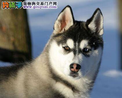 给狗狗染毛 让哈士奇的世界更加的丰富多彩