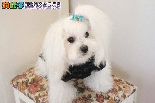 马尔济斯犬身上多处起红点是螨虫吗