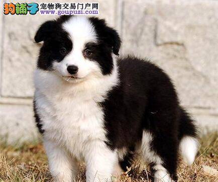 边境牧羊犬最近流鼻水是生病了吗