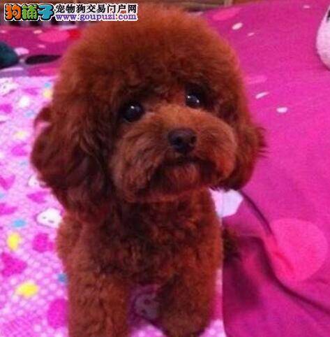 泰迪犬最近总咳嗽，干呕应如何是好