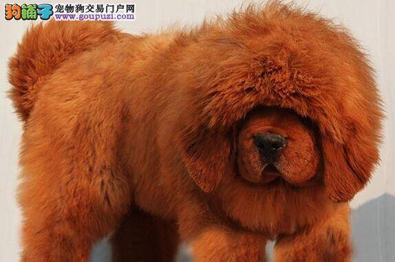 藏獒患上中耳炎，耳朵有黄色的物质如何才能治好