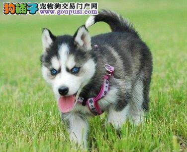 哈士奇身上出现很多红疙瘩，求解答