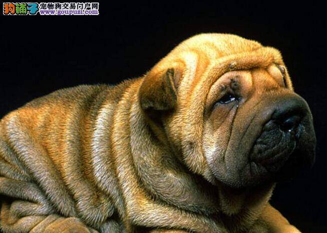 2014饲养新方法 喂养沙皮狗期间主抓四方面