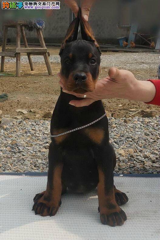 杜宾犬老是打喷嚏没有其他症状是什么问题