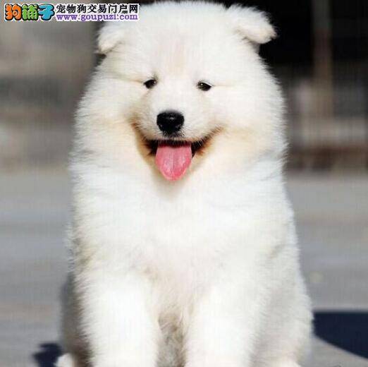 萨摩耶最近发烧，大便粘稠，求专家治疗