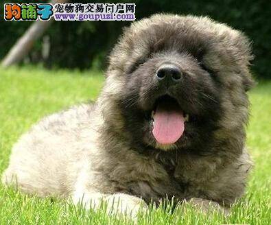 究其根本 找到导致高加索犬肥胖的原因