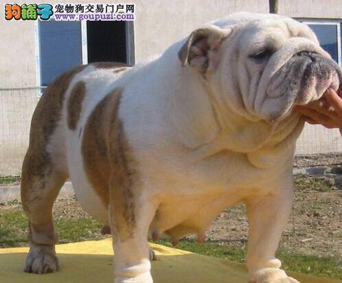 我家斗牛犬前几天没精神，吐了是怎么了