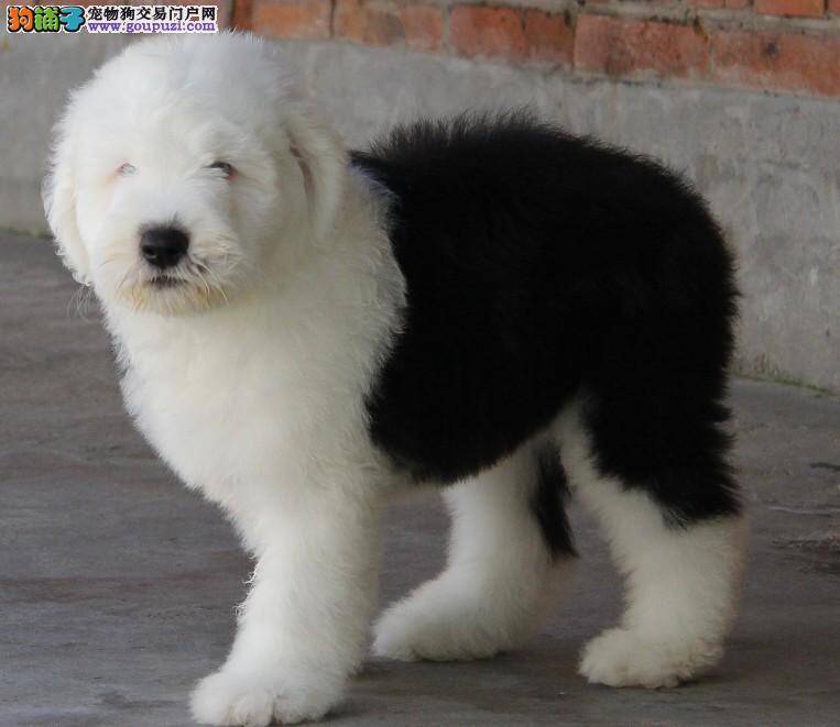 古代牧羊犬受伤了，如何处理掉这些伤口