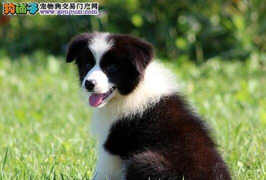 边境牧羊犬患有疥螨用什么药物治疗