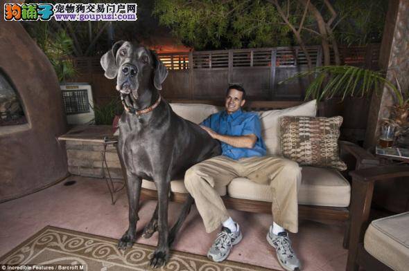 美大丹犬站高超1米 有望成为“世界最高犬”