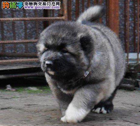 我家高加索犬呕吐，拉稀该怎么办