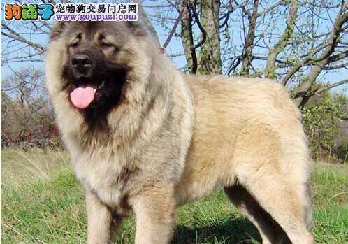 简单的7个小方法 让高加索犬不再乱吃便便
