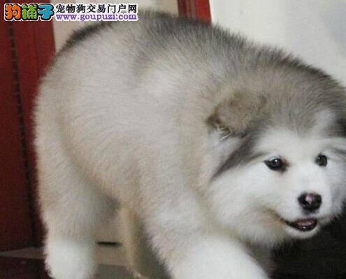 阿拉斯加犬最近总拉肚子怎么办