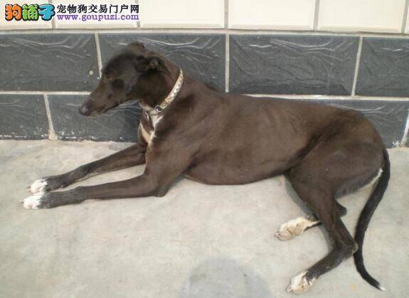 格力犬好养吗？把格力犬饲养好的前提条件