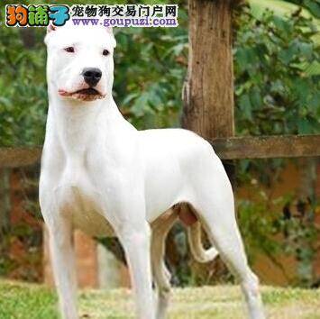 打造乖乖狗 纠正杜高犬扒门的坏习惯