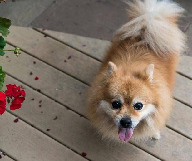 选购一只健康优质的博美犬，要牢记以下4点