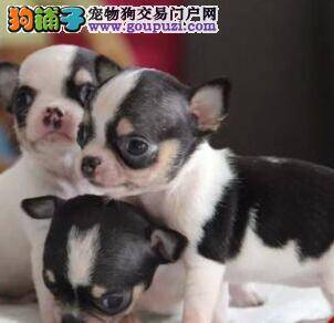 吉娃娃突然呕吐黄色粘液带血丝是怎么了