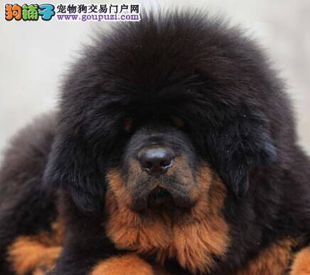 藏獒眼角长了一块突出的红肉是怎么回事