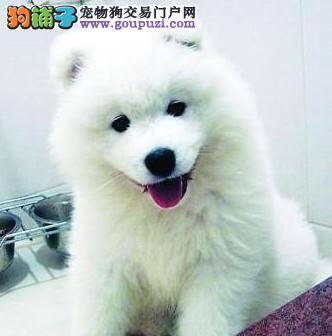 错误百出 训练银狐犬容易出现的三大误区