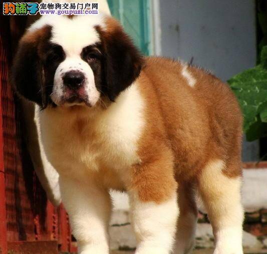 如何给圣伯纳犬干洗 求解答