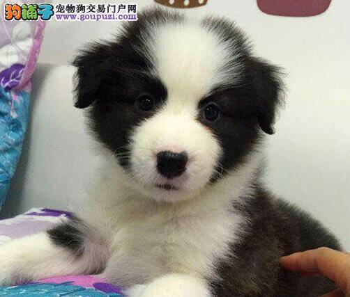 挑选边境牧羊犬一定要知道的途径和方法