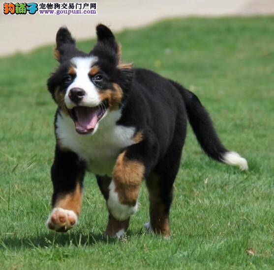 伯恩山犬没精神上吐下泻的是怎么了