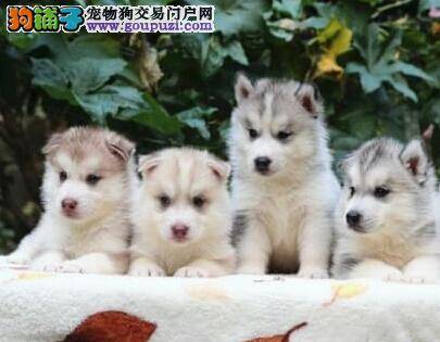 哈士奇不知道为什么总发抖