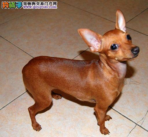 小鹿犬最近有点感冒，求医治