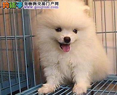 超人气圆滚滚的博美犬