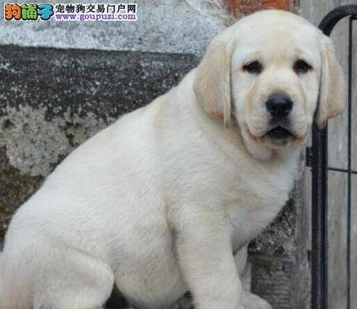 拉布拉多犬咳嗽流清鼻涕是怎么了