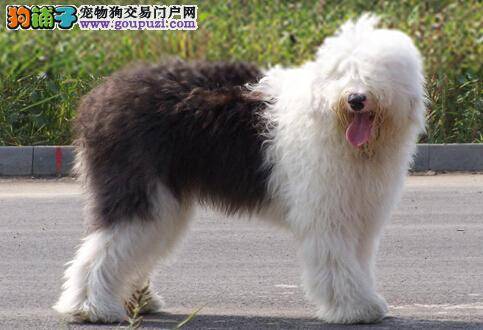 温馨小家庭 安置古代牧羊犬温暖的小家谨记两点