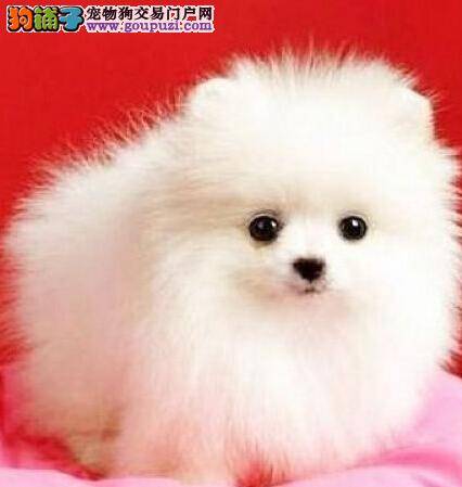 满分训练之如何让博美犬学会趴下技能
