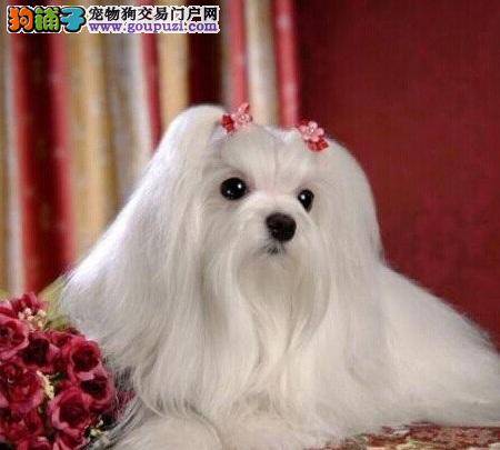 优雅西施犬 日常照顾方式