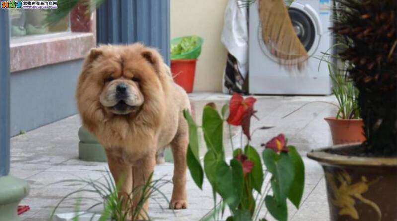 带松狮犬回家的5个理由！