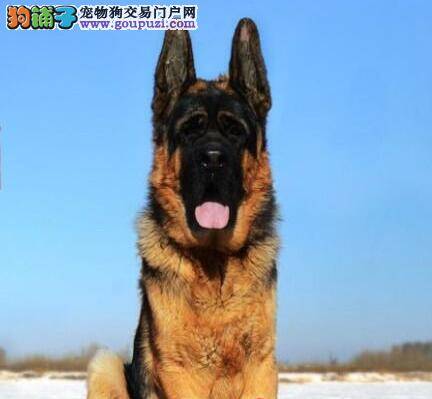如何知道德国牧羊犬是否怀孕