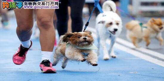 特殊的马拉松比赛，参赛选手全是可爱狗狗