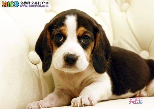 初次买回家的比格犬需要如何对待