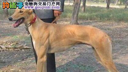 实用养犬百科 格力犬总扑人的解决方法