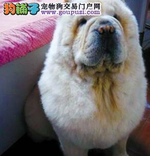 爱犬松狮不幸走失，怀孕女主人发微博求助