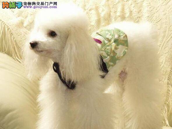 十个月的贵宾犬患上狗瘟 用什么方法治愈最好