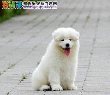 萨摩耶患上细小，一直拉肚子应怎么办