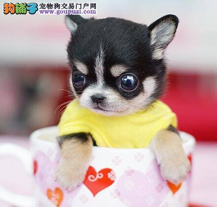 不花钱就能解决的问题之茶杯犬口臭怎么办