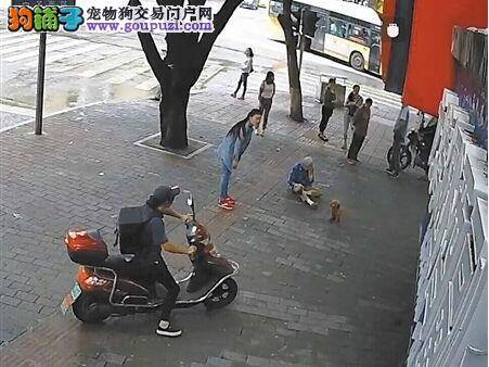 贵宾犬把老妇绊倒没走开 乖巧等着警察来