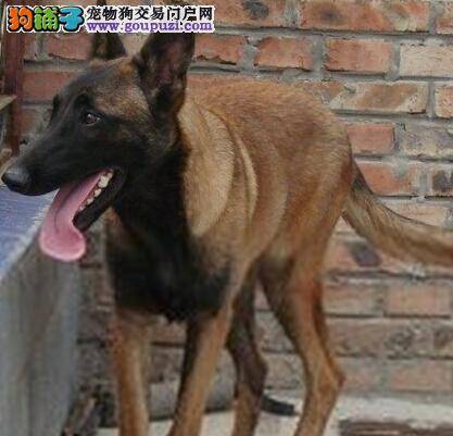 训练一本通 训练马犬之前需要准备些什么呢