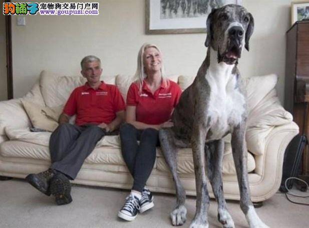 长得比男人还高！世界最高狗狗，生活这样过