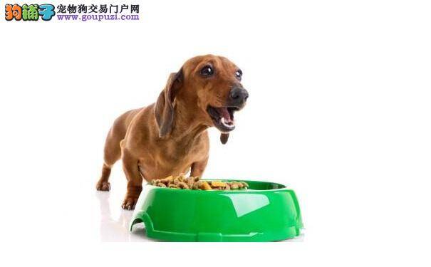 狗狗为什么护食 狗狗护食的原因