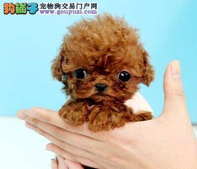 如何通过一些训练方法让泰迪犬学会作揖
