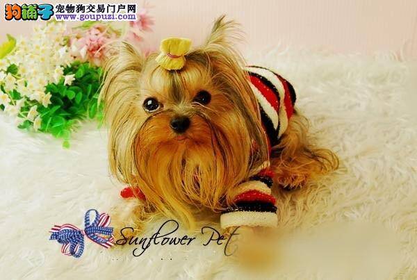 约克夏身上长满了红痘痘而且瘙痒是什么皮肤病